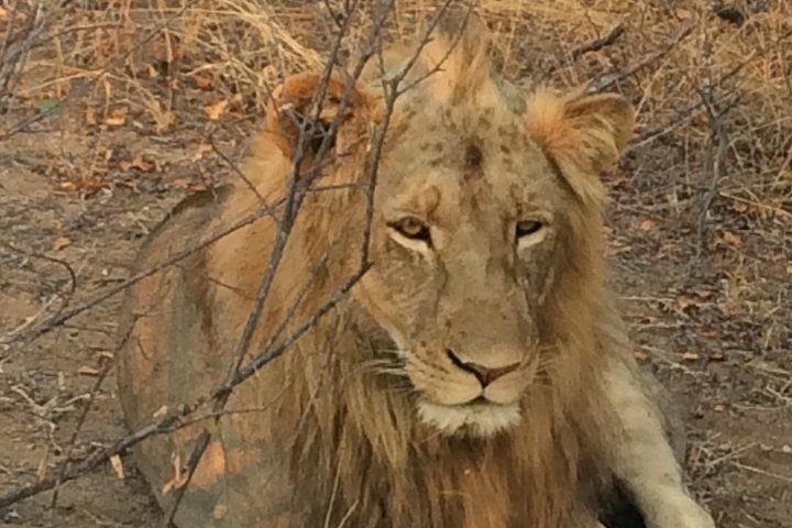 PRIVATE 2DAYS/1NIGHT KRUGER SAFARI from MAPUTO CITY (Min 3 pax) - Photo 1 of 6